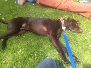 Lunch break day 2 - Power napping, It has been an intense morning